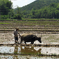 Taishan Taishan